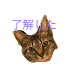 猫との日常（個別スタンプ：8）