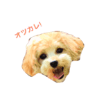 雑版01（個別スタンプ：7）