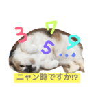 ごまニャン（個別スタンプ：1）