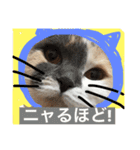 ごまニャン（個別スタンプ：2）