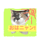 ごまニャン（個別スタンプ：4）