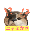 ごまニャン（個別スタンプ：5）