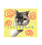 ごまニャン（個別スタンプ：6）