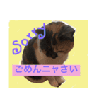 ごまニャン（個別スタンプ：9）