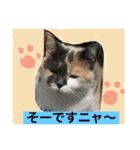 ごまニャン（個別スタンプ：10）