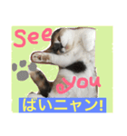 ごまニャン（個別スタンプ：11）