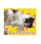 ごまニャン（個別スタンプ：13）