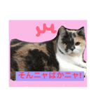 ごまニャン（個別スタンプ：14）