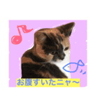 ごまニャン（個別スタンプ：16）