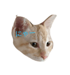 ねこちんらぶ（個別スタンプ：1）