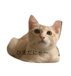 ねこちんらぶ（個別スタンプ：4）