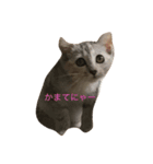 ねこちんらぶ（個別スタンプ：5）