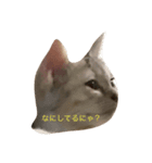 ねこちんらぶ（個別スタンプ：6）