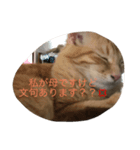 ねこちんらぶ（個別スタンプ：7）