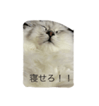 cat mofumofu（個別スタンプ：1）