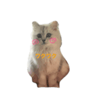 cat mofumofu（個別スタンプ：3）