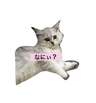 cat mofumofu（個別スタンプ：4）