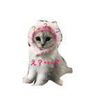 cat mofumofu（個別スタンプ：5）