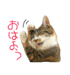 うにのかわいめスタンプ（個別スタンプ：1）