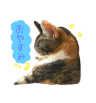 うにのかわいめスタンプ（個別スタンプ：2）