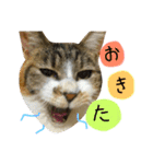 うにのかわいめスタンプ（個別スタンプ：3）
