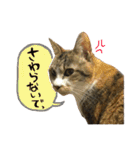 うにのかわいめスタンプ（個別スタンプ：16）