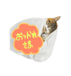うにのかわいめスタンプ（個別スタンプ：28）