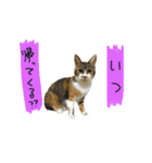 うにのかわいめスタンプ（個別スタンプ：31）