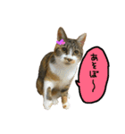 うにのかわいめスタンプ（個別スタンプ：32）