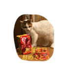 rin10yukichi（個別スタンプ：2）