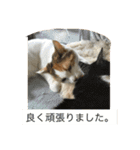 rin10yukichi（個別スタンプ：10）