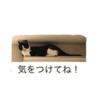 rin10yukichi（個別スタンプ：20）