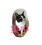 rin10yukichi（個別スタンプ：25）