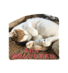 rin10yukichi（個別スタンプ：31）