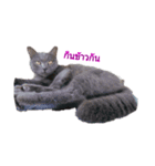 Meaw Meaw DD（個別スタンプ：1）
