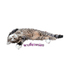 Meaw Meaw DD（個別スタンプ：3）