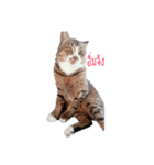 Meaw Meaw DD（個別スタンプ：5）