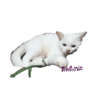 Meaw Meaw DD（個別スタンプ：6）