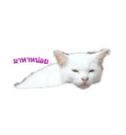 Meaw Meaw DD（個別スタンプ：7）