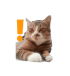 Meaw Meaw DD（個別スタンプ：8）