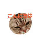 リアルねこ ふわもふミトン（個別スタンプ：2）