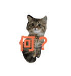 リアルねこ ふわもふミトン（個別スタンプ：5）