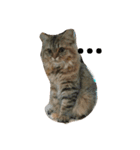 リアルねこ ふわもふミトン（個別スタンプ：6）