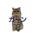 リアルねこ ふわもふミトン（個別スタンプ：7）