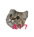 リアルねこ ふわもふミトン（個別スタンプ：11）