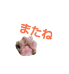 リアルねこ ふわもふミトン（個別スタンプ：12）
