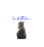 リアルねこ ふわもふミトン（個別スタンプ：13）