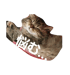リアルねこ ふわもふミトン（個別スタンプ：19）