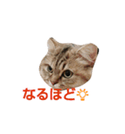 リアルねこ ふわもふミトン（個別スタンプ：21）
