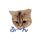 リアルねこ ふわもふミトン（個別スタンプ：22）